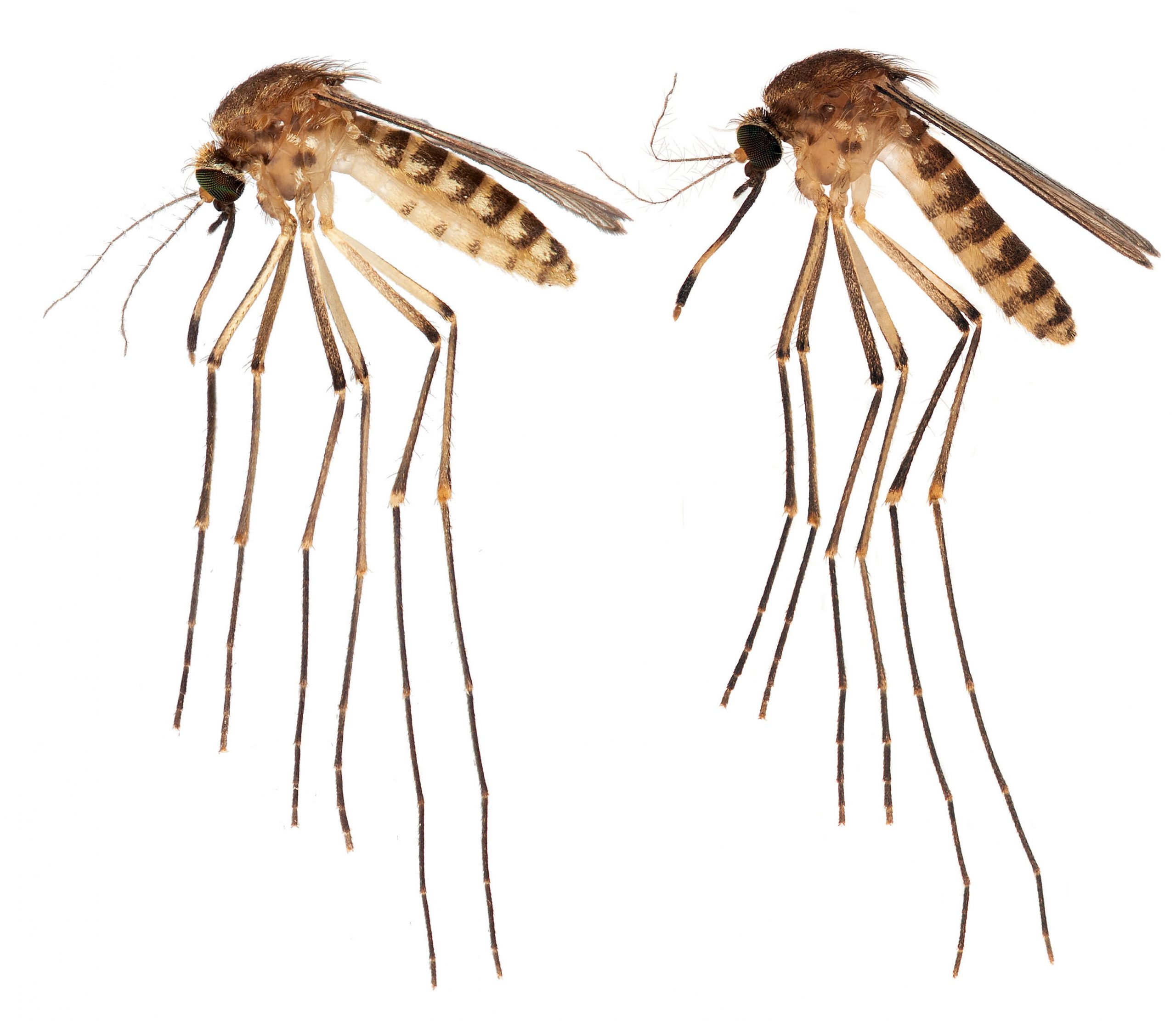 NEW DEADLY MOSQUITO FOUND